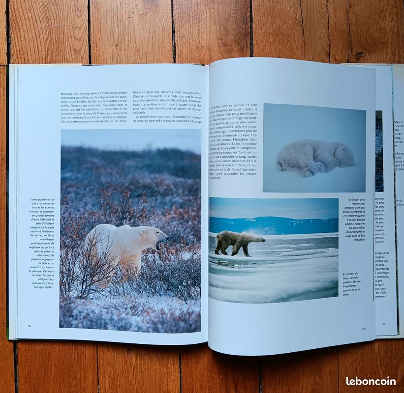 Beau Livre : OURS de Robert Elman (image 3)