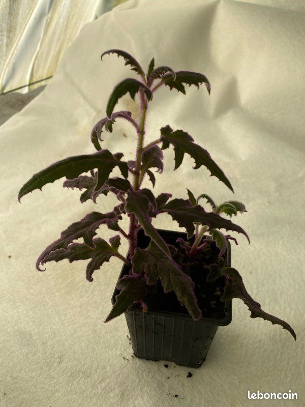 Gynura jeune plant (image 2)