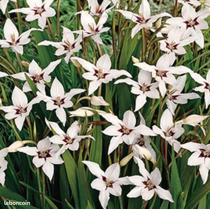 10 Bulbes Glaïeul D'Abyssinie – Fleur De Paon – Blanc Pur Et Cœur Pourpre – Très Parfumée