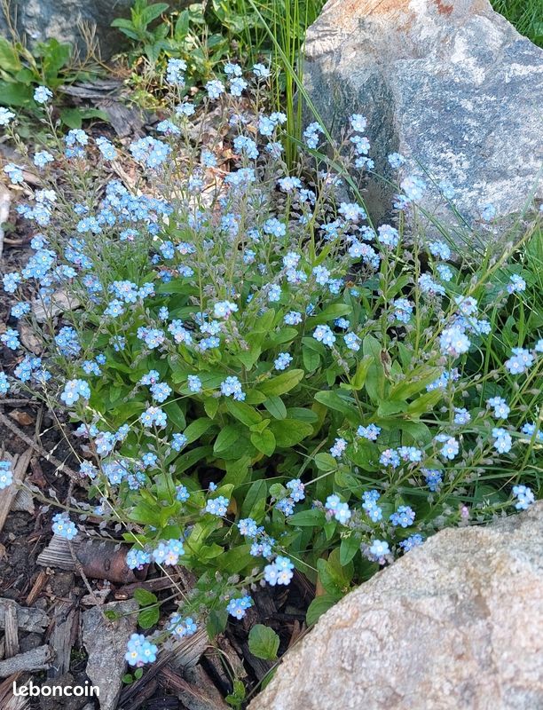 Nos Graines De Fleurs De Myosotis Des Alpes En Mélange - La Bonne Graine - Foto 14