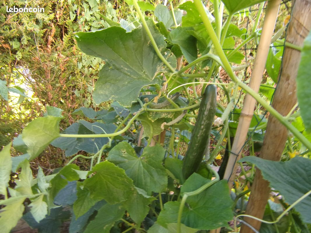 Plants de concombres bio (image 1)