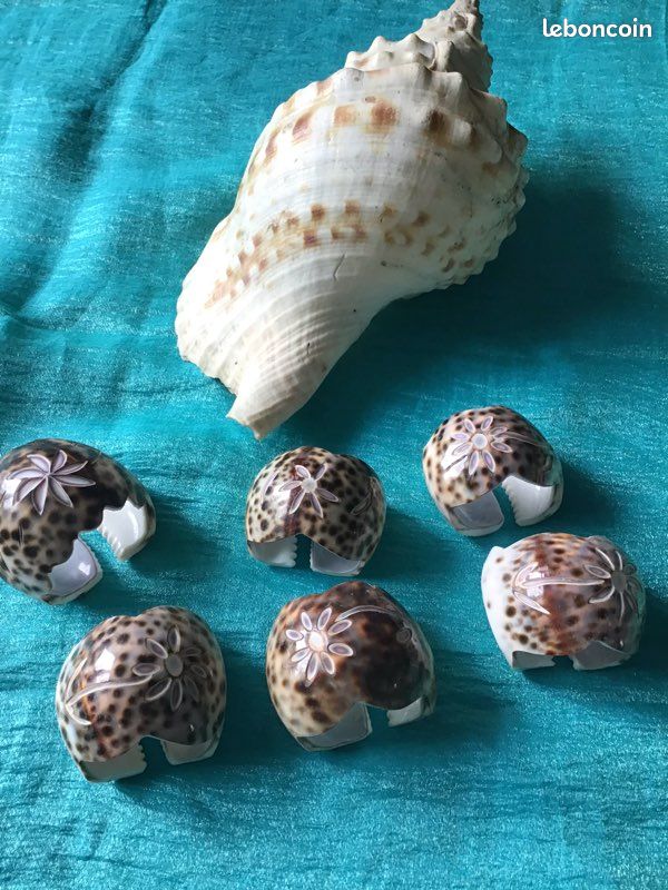 Ensemble coquillages (image 3)