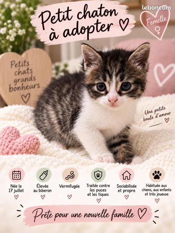 4 petits chatons cherchent leur future famille (image 1)