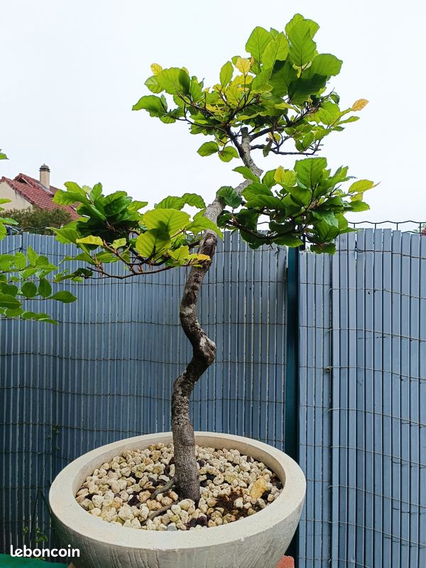 Pr Bonsa htre - Jardin & Plantes