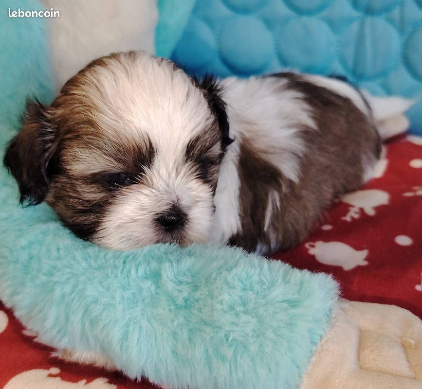 Superbes chiots shih tzu (image 4)