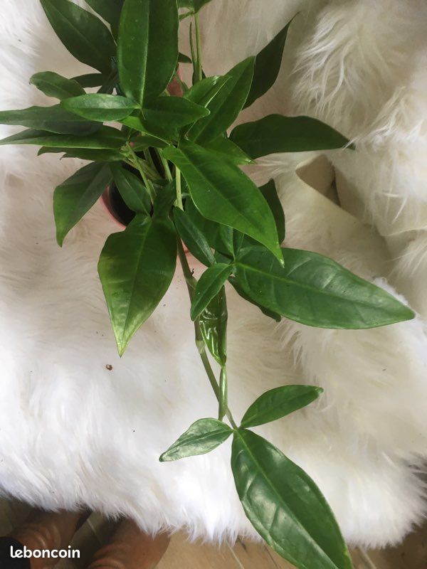 Pilea Mojito, spathiphyllum Variegata, syngonium trileaf (image 3)