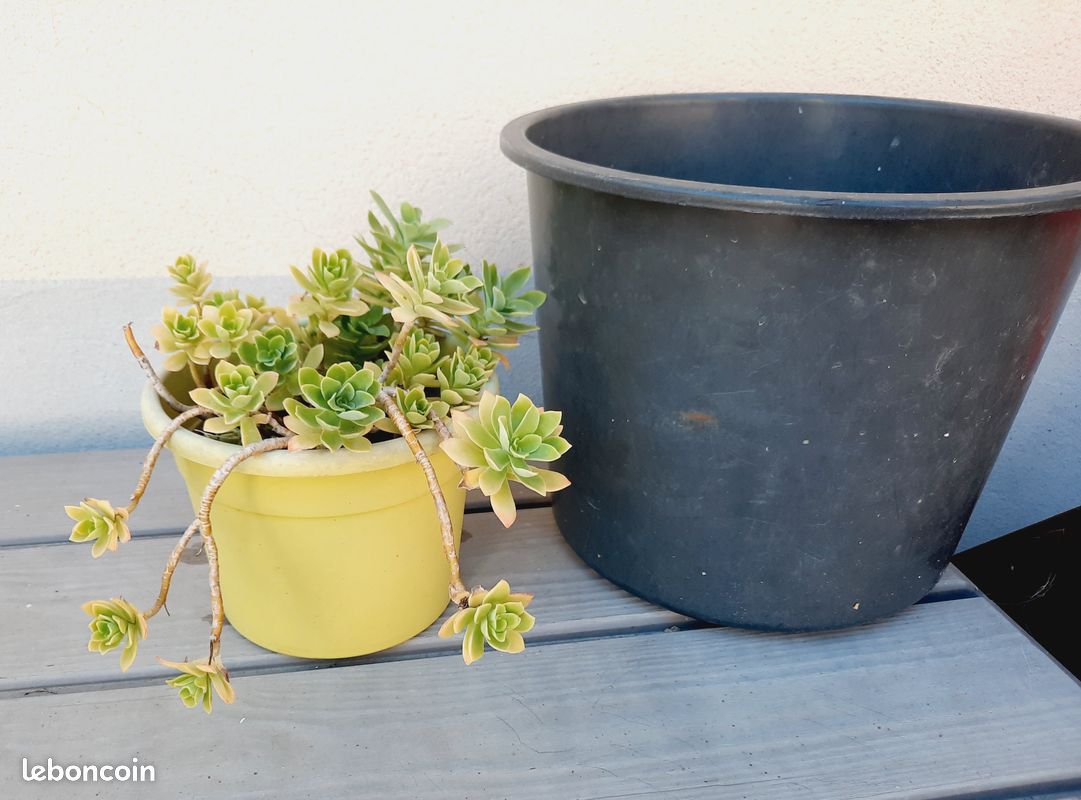 Petit plante grasse Sedum Palmeri (image 3)