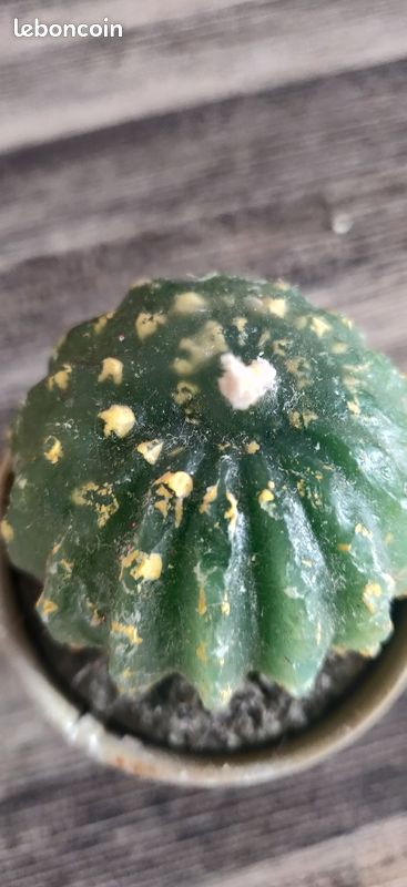 Bougie cactus neuve dans petit pot taupe 1.5 euro (image 3)