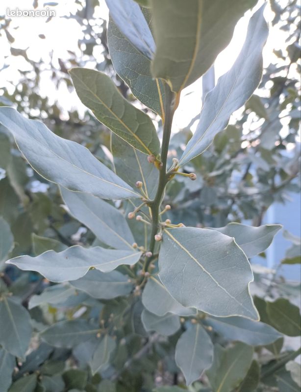 Branche de laurier sauce du jardin (image 1)