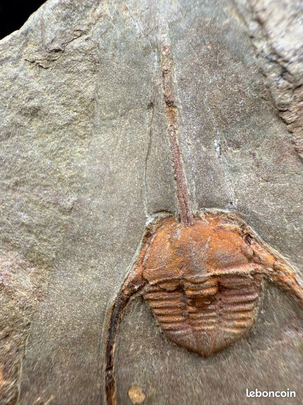 Fossile De Trilobite Kettneraspis Aracana - Silurien De Bolivie - Pièce Rare