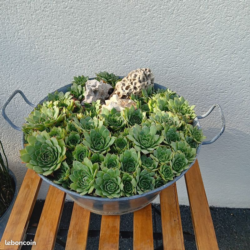 Grande bassine en zinc avec Joubarbes Ø 45 cm (image 2)