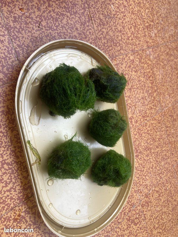 Vends echange boule cladophora (image 1)
