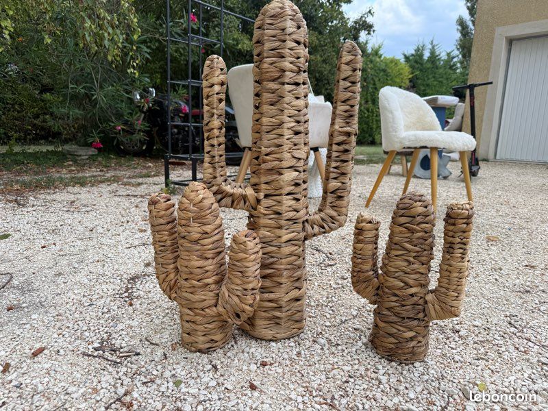 Lot 3 cactus (image 1)