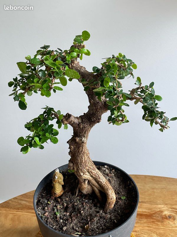 Bonsai Premna de Montagne [RESERVE] (image 3)