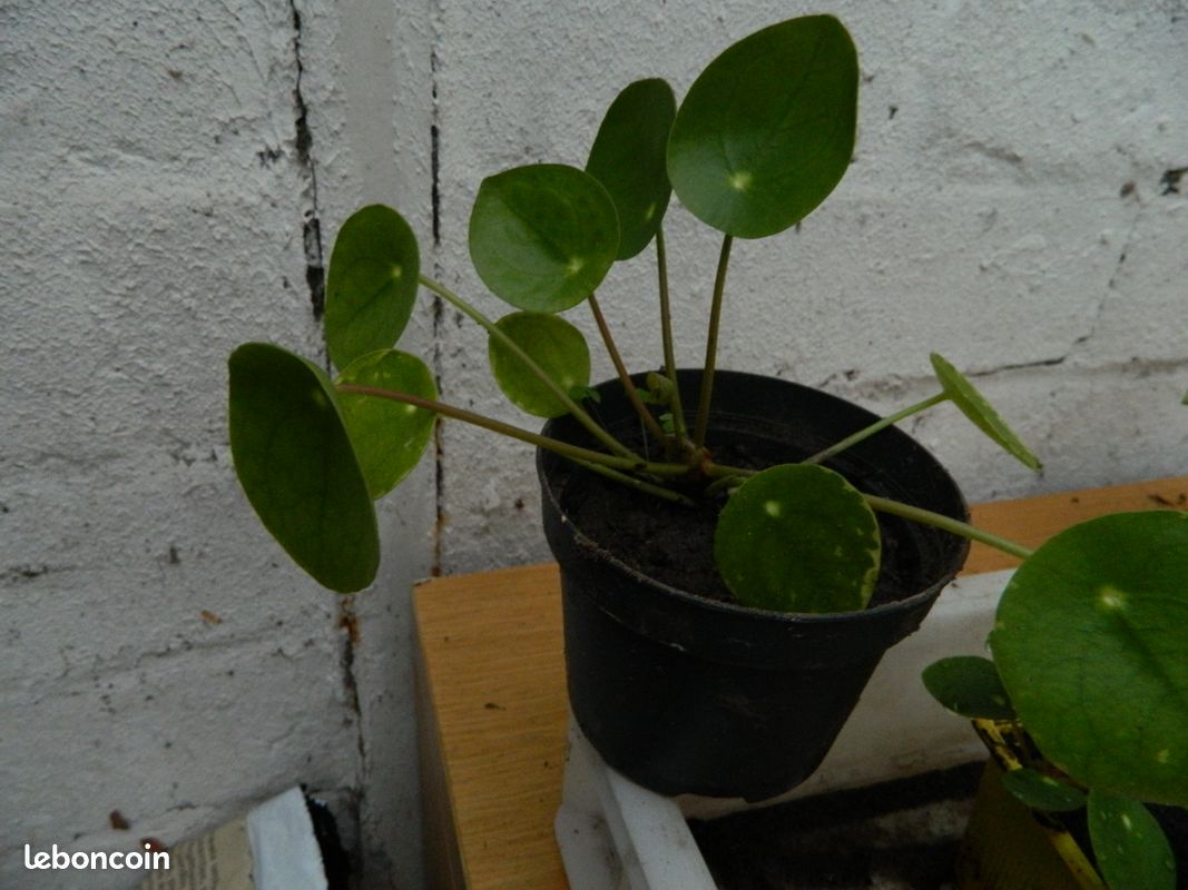 Plante d'intérieur (image 3)