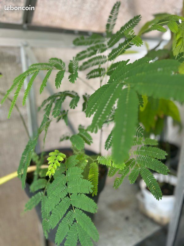 Arbre Albizia (image 1)