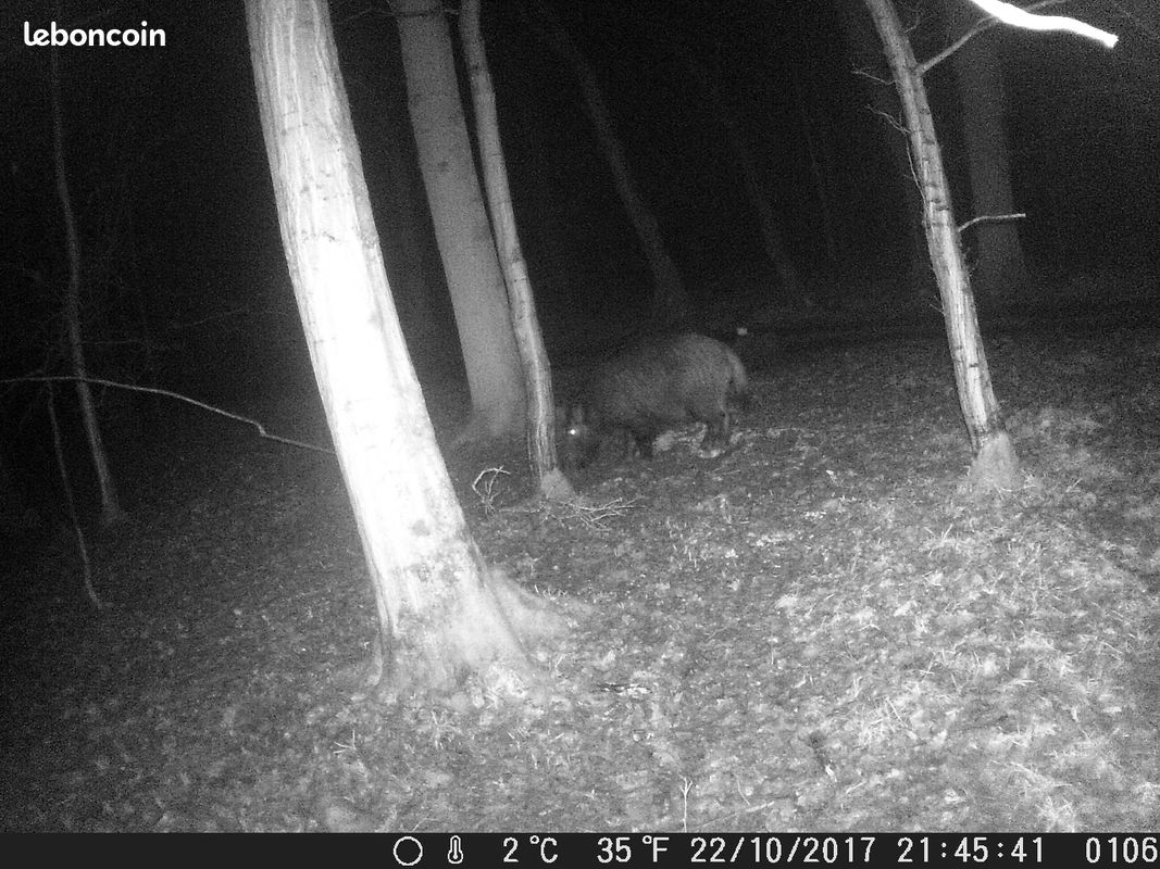 Chasse (image 1)