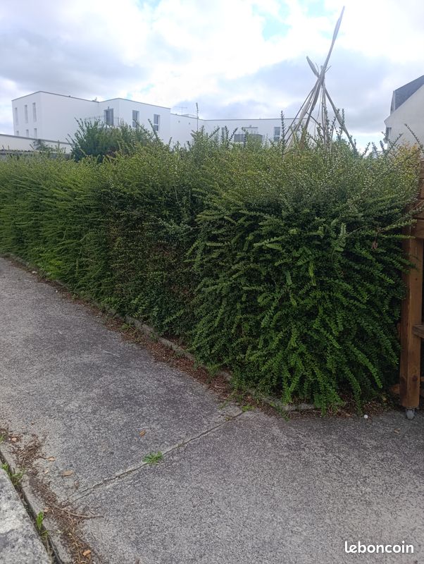 100 pieds haies type buis / lonicera (image 4)