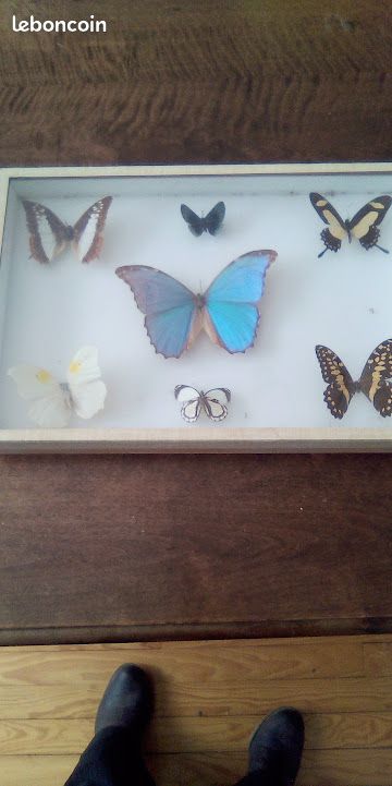 Papillons sous cadre (image 1)