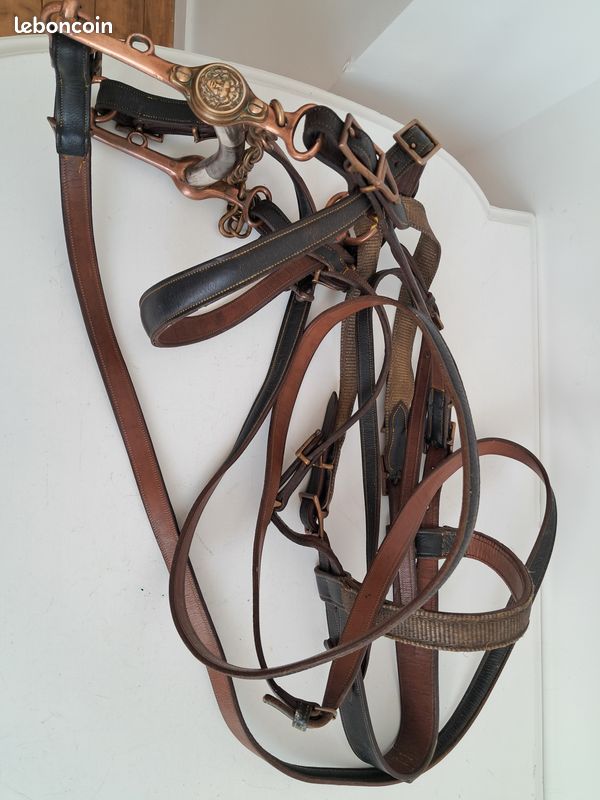 Image libre: animal, cheval, cavalerie, mane, tête, sport