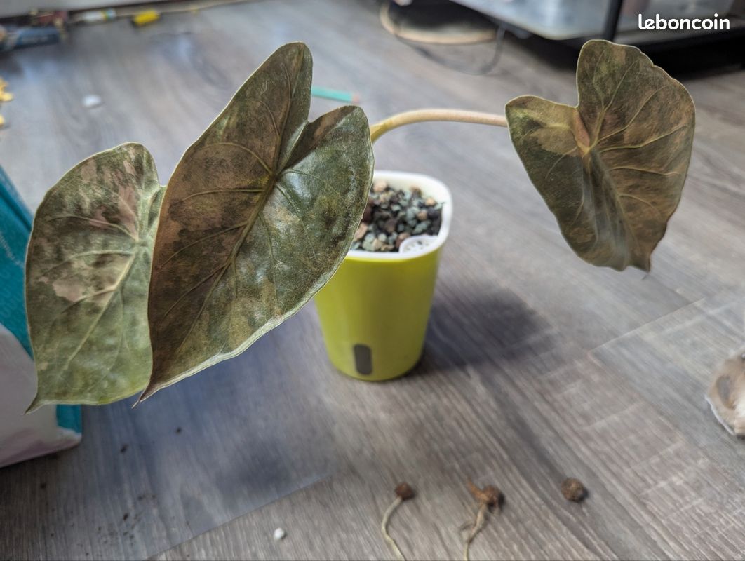 Alocasia wentii aurea variegata bulbilles racinés (image 1)