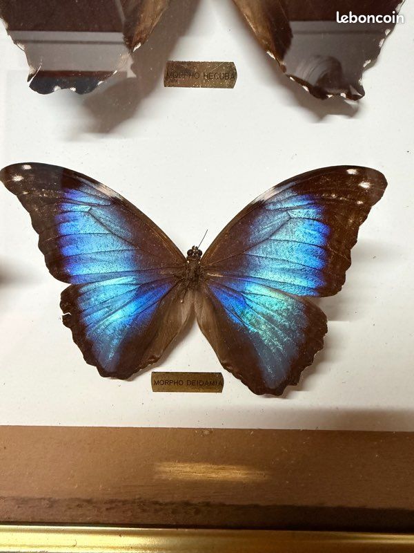 Cadre papillon provenance Guyane française (image 3)