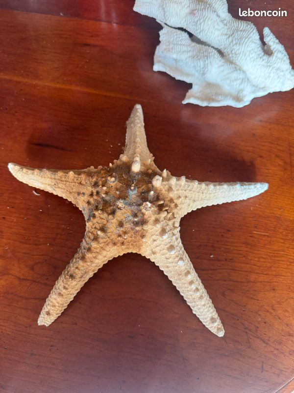 Magnifique étoile de mer, diamètre à 30 cm (image 1)