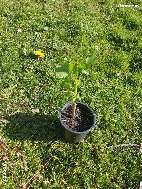 Plant de caseille de la variété Anita (image 2)