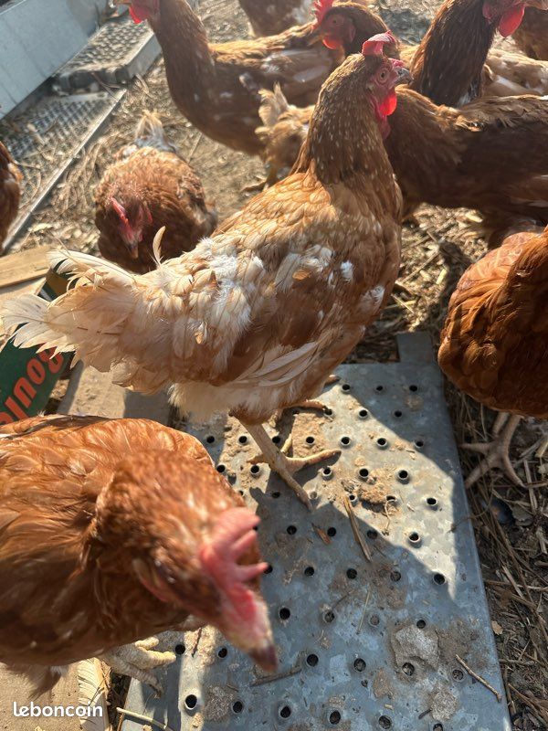 Poule pondeuses (image 2)