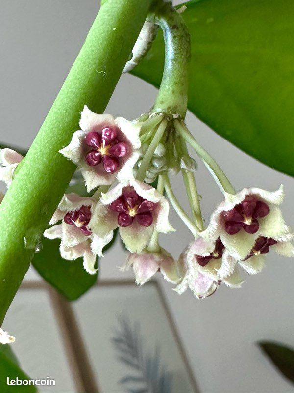 Plante cœur Hoya Kerri / Hoya kerrii (image 5)