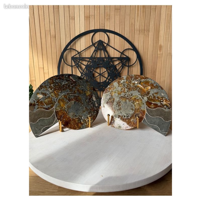 Ammonite (1.71kg) (image 1)