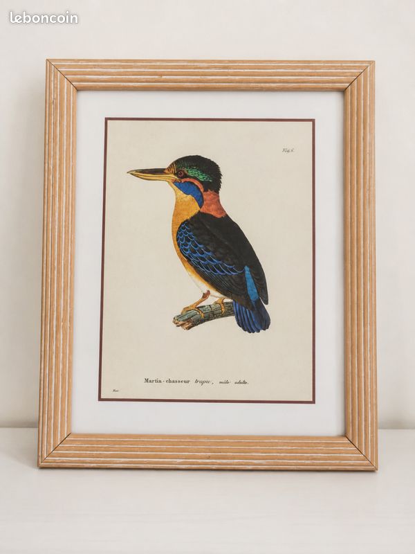 Lot Cadre vintage style gravure ancienne d’oiseau (image 1)