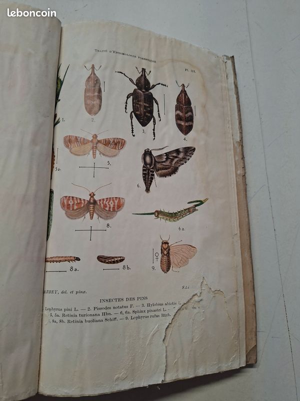 1445J: Traité D Entomologie Forestière A Barbey 1925 8 Planches Couleurs (image 10)