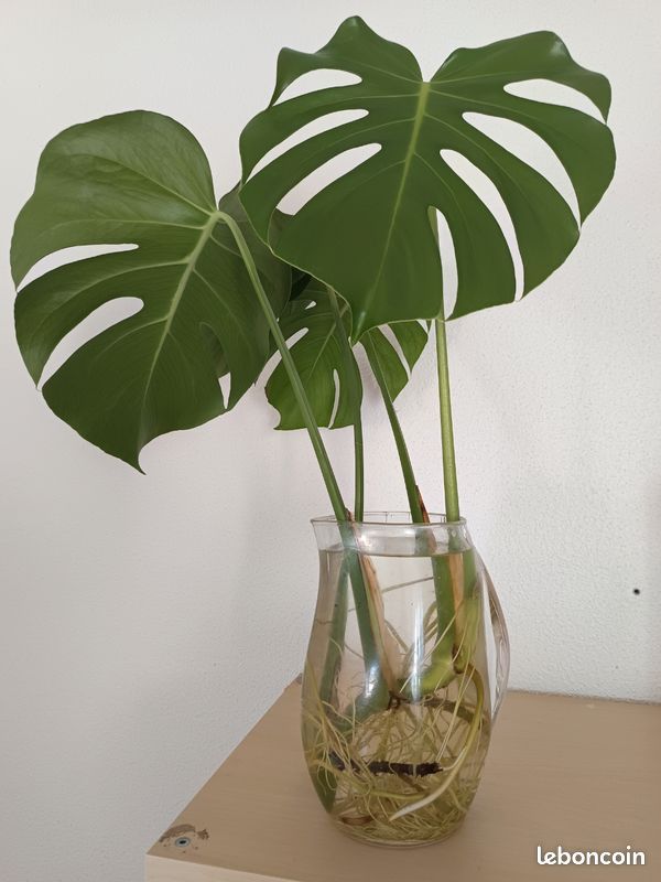 Monstera deliciosa enracine prte  rempoter  - Jardin & Plantes