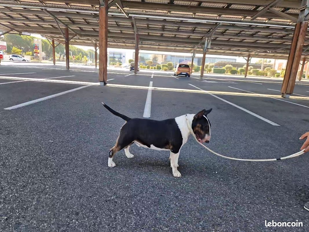 Bull terrier standard saillie (image 1)