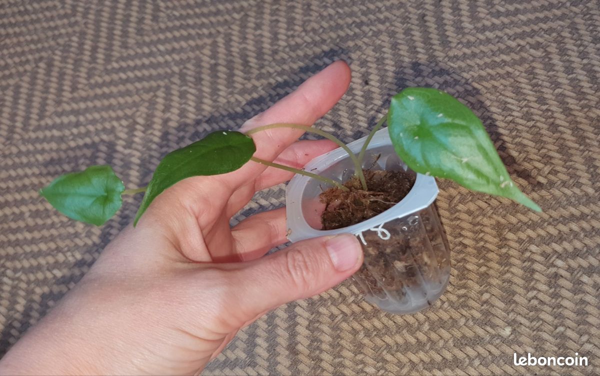 Bébé Alocasia Heterophylla n18 (image 1)
