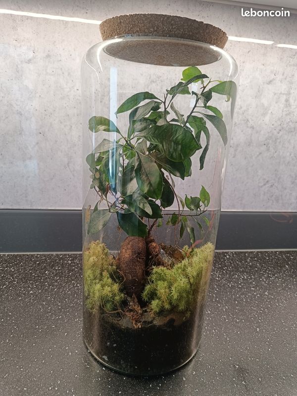 Terrarium Bonsai Ginseng (image 1)