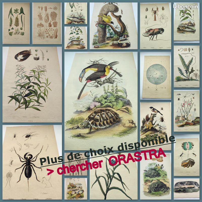 Gravure 1835 Dict. d'Histoire Naturelle GUERIN Coffre Colchique Coliade Colibri