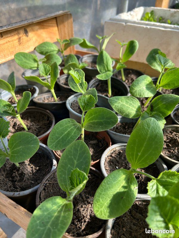 Plants de courgettes,potiron,citrouille,butternut (image 4)