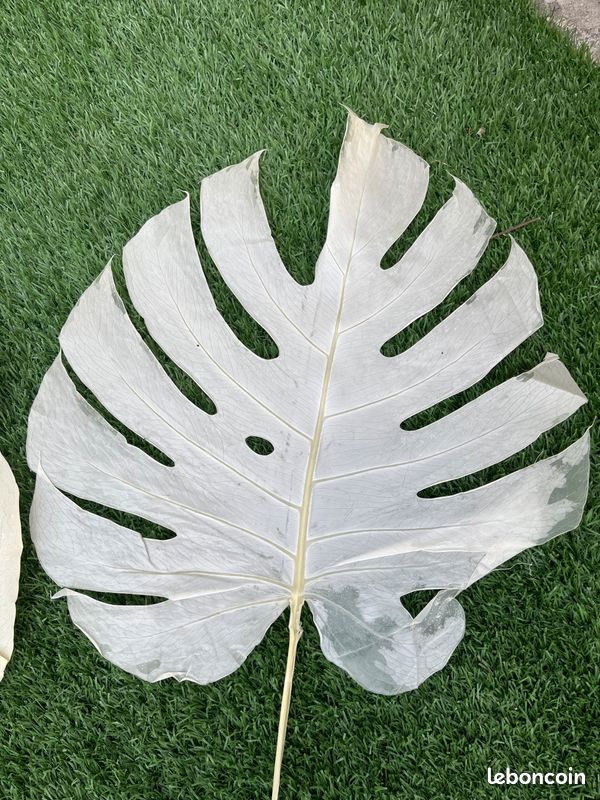 philodendron balkon Philodendron sodiroi – Kletter-Philodendron mit silbrigen Flecken main image 0