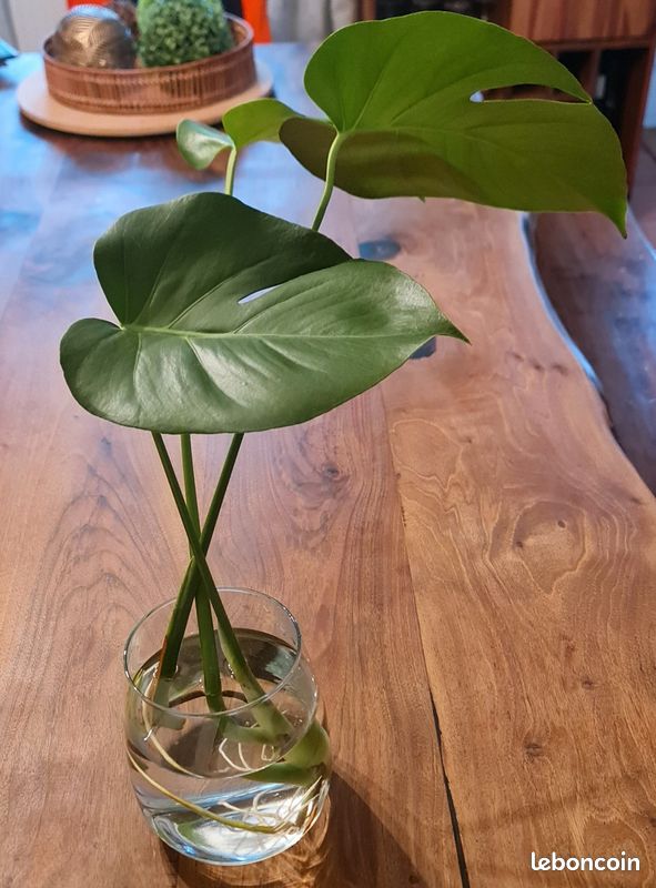 Bouture plante Monstera (image 1)