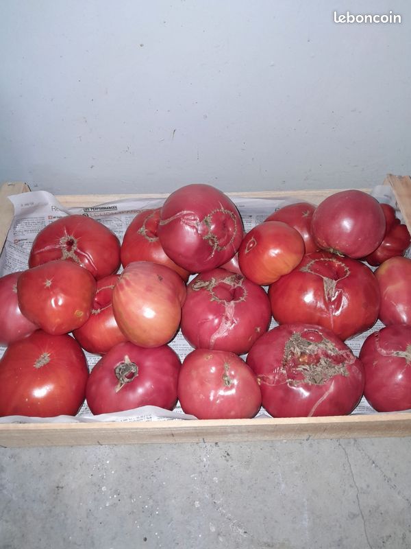Tomates (image 1)