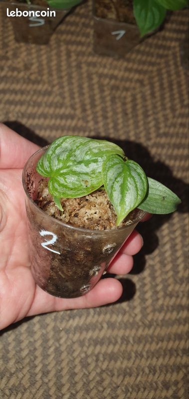 Philodendron Brandtianum bébé n2 (image 1)