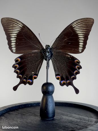 JOLI CADRE PAPILLONS Taxidermie Entomologie Déco EUR 32,50 - FR
