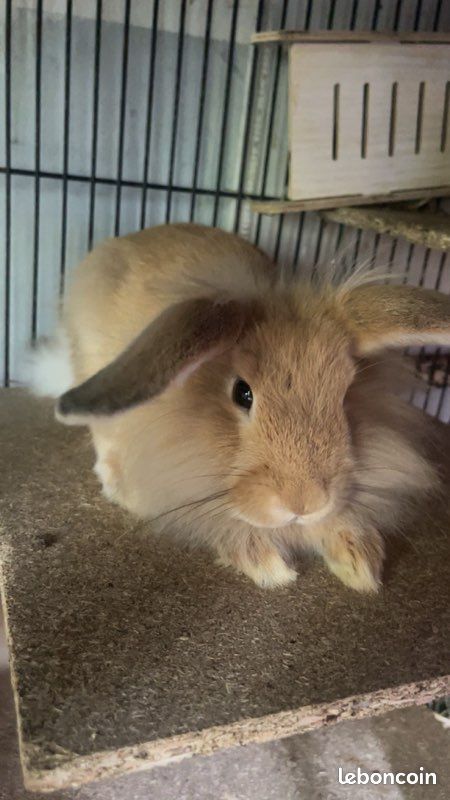 Petit lapin (image 2)