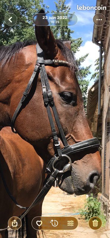 Rhinegold Bride Cheval Cuir Italien Anatomique Avec Muserolle Caveçon