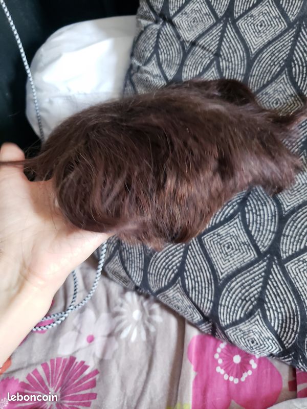 Perruque cheveux humain donne volume (image 2)