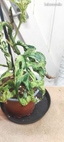Monstera Frozen freckles 3 - Jardin & Plantes