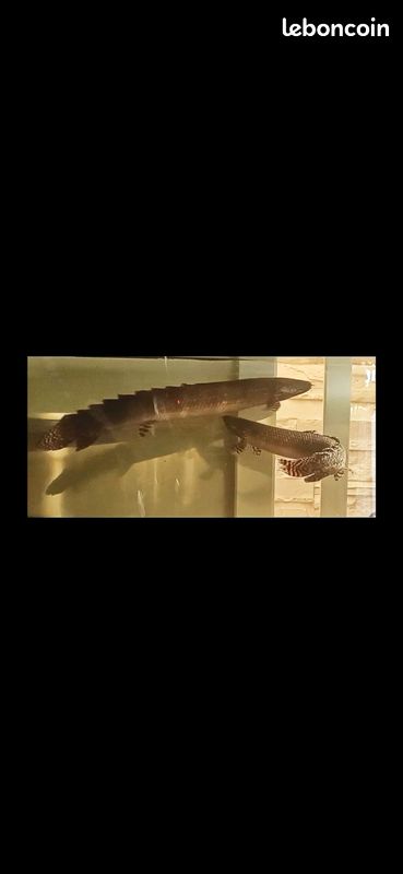 Polypterus ornatipinnis aquarium (image 3)