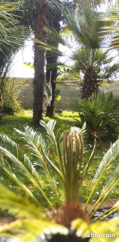 Graines de palmier et plants rustique (image 1)